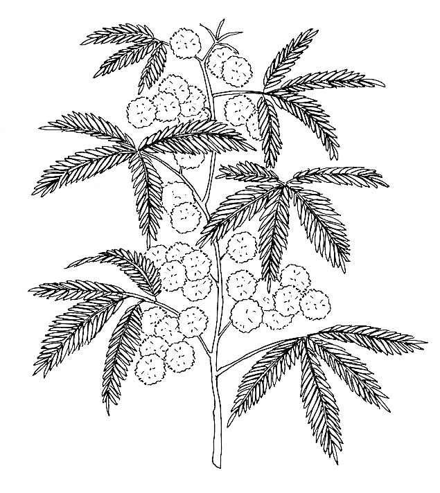 Mimosa Gif