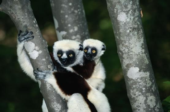 Lemuri