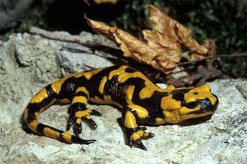 Salamandra