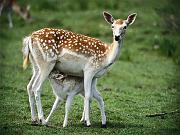 Fawn_1024