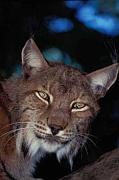 Lince