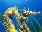 Seahorse_1024