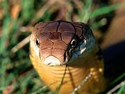 Snake22_1024