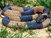 Snake25_1024