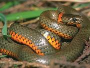 Snake9_1024