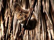 Squirrel2_1024