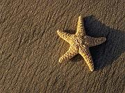 Starfish_1024