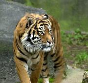 Tigre