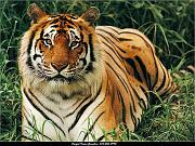 tiger_1024