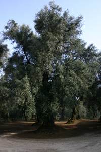 foto pianta di olivo secolare