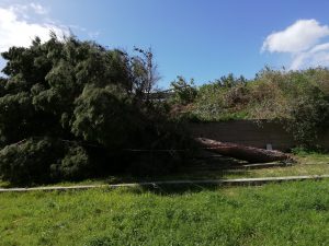 Crolla albero a Lazzaro - Motta S. G.
