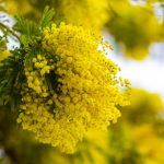 Rubrica di Satira - speciale Festa della Donna