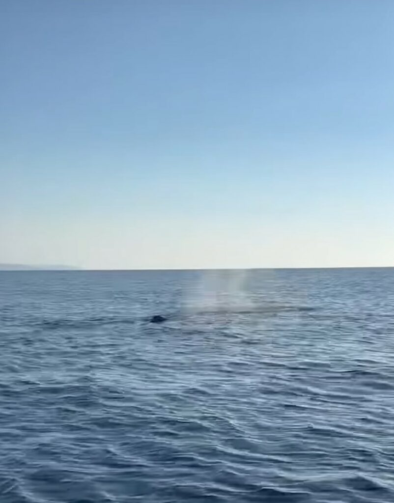 balena Palizzi