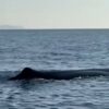 balena a Palizzi Marina