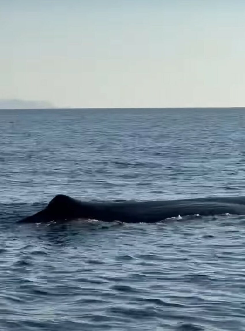 balena a Palizzi Marina