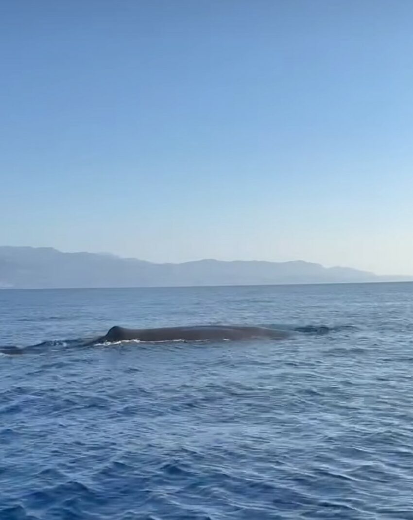 balena a Palizzi