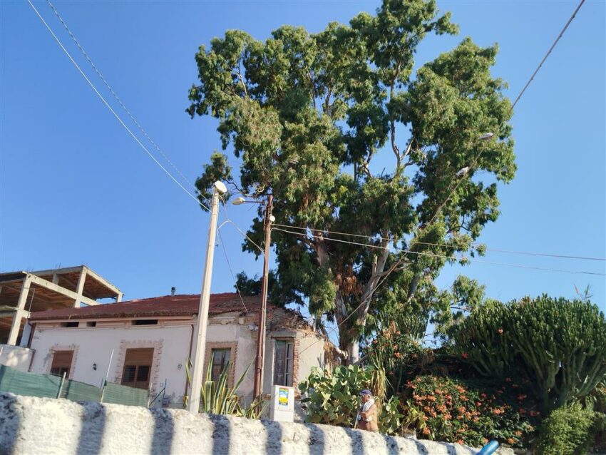 albero pericolante melito