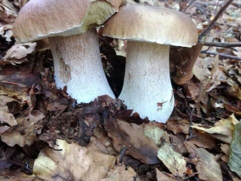 funghi porcini trifolati