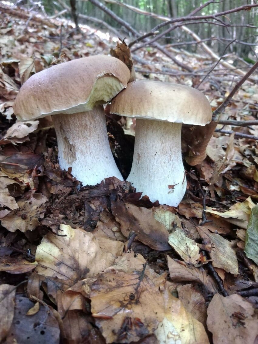 funghi porcini trifolati